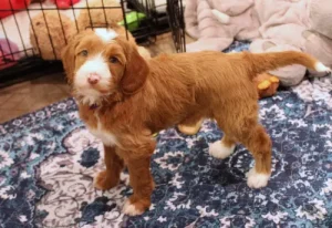 Five weeks pup 2