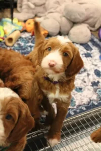 Five weeks pup