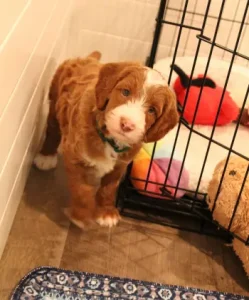 Five weeks pup 3