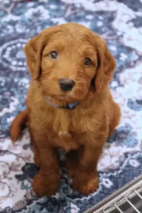 Tilly and Tucker's puppies are here!