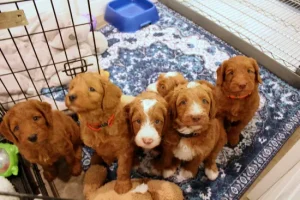 Five weeks pups 10