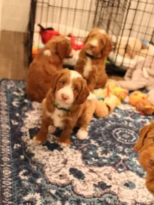 Five weeks pups 11