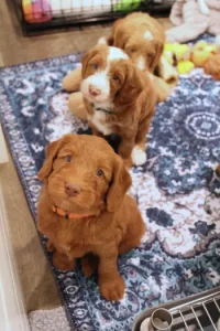 Five weeks pups 12