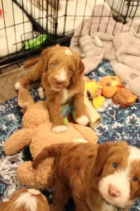 Five weeks pups 13