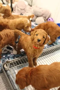 Five weeks pups 2
