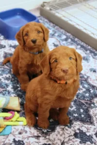 Five weeks pups