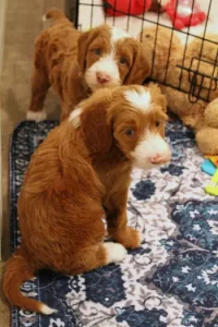 Five weeks pups 3