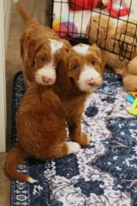 Five weeks pups 4
