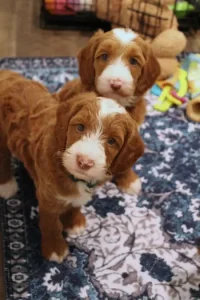 Five weeks pups 5