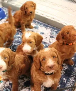 Five weeks pups 6