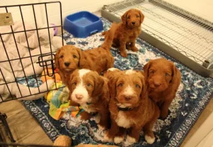 Five weeks pups 7
