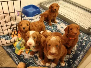 Tilly and Tucker's puppies are here!
