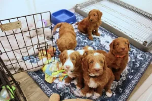 Five weeks pups 9