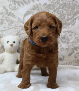 Four weeks Tanner