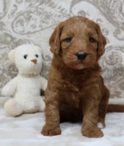 Four weeks Teddy 2