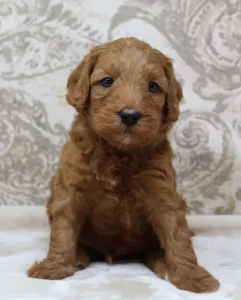 Tilly and Tucker's puppies are here!