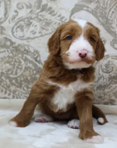 Four weeks Tessa 1