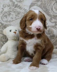 Four weeks Tessa 2