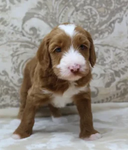Four weeks Tessa