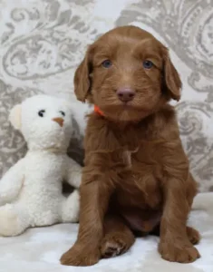 Four weeks Timmy 1
