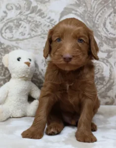 Tilly and Tucker's puppies are here!