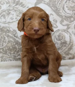 Four weeks Timmy