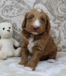 Four weeks Tommy 1