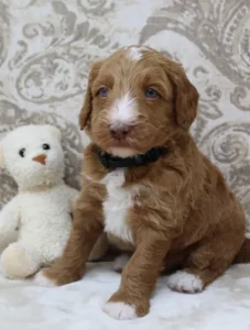 Tilly and Tucker's puppies are here!