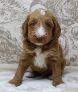 Australian labradoodle puppies Puppy Culture breeder