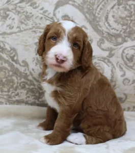best australian labradoodle breeder Portland Oregon