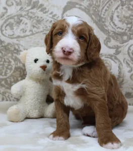 Four weeks Tylor