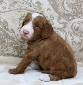Four weeks Tylor 3