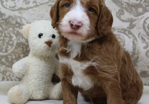 Four weeks Tylor