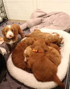 Four weeks litter