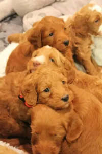 Four weeks litter 5