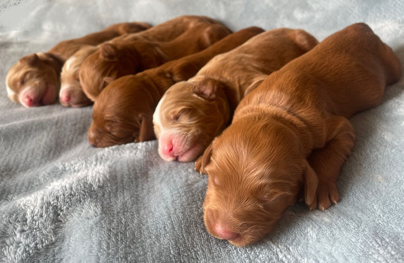 Tilly and Tucker's puppies are here!