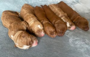 Tilly and Tucker's puppies are here!