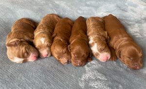 Tilly and Tucker's puppies are here!