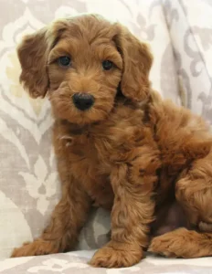 Tilly and Tucker's pups are here!