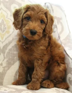 Tilly and Tucker's puppies are here!