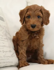 Seven weeks Tanner