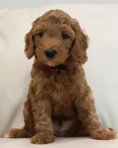 Seven weeks Teddy 1