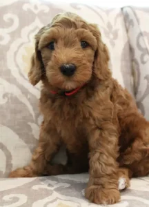 Seven weeks Teddy