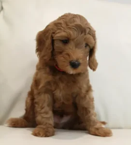 Seven weeks Teddy 3