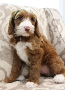 Tilly and Tucker's puppies