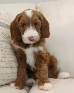 Tilly and Tucker's puppies are here!