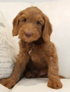Seven weeks Timmy 2