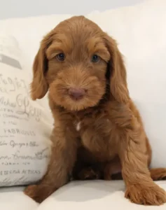 Seven weeks Timmy
