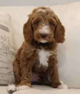 Seven weeks Tommy