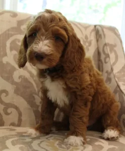 Seven weeks Tommy 3